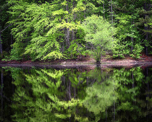 Photograph - Blue Heron Pond Reflections by Steven Nelson