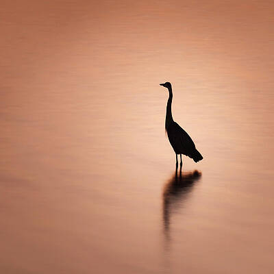 Light Wall Art featuring the photograph Blue Heron Silhouette And Reflection by Jason Fink