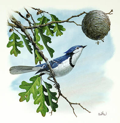 Blue Jay Print