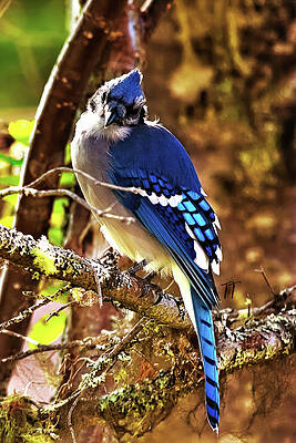 Wall Art featuring the photograph Blue Jay Perching In The Sunlight by Tatiana Travelways