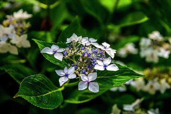Nature Photograph - Blue Lacecap Hydrangea In Winterthur's Garden by Anthony Hightower