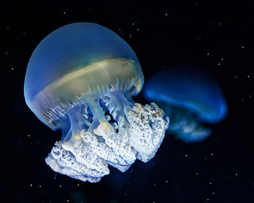 Marine Wall Art featuring the photograph Blue Lagoon - Blue Blubber Jellies by KJ Swan