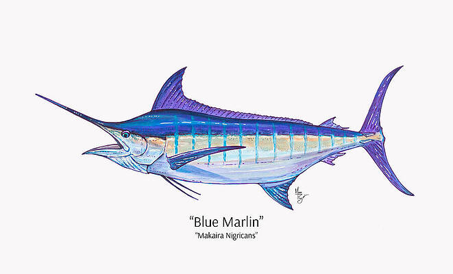 Elegant Blue Marlin Profile Wall Art