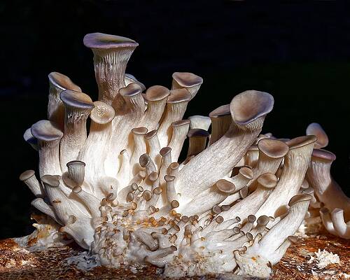 Natural Wall Art featuring the photograph Blue Oyster Mushrooms by KJ Swan