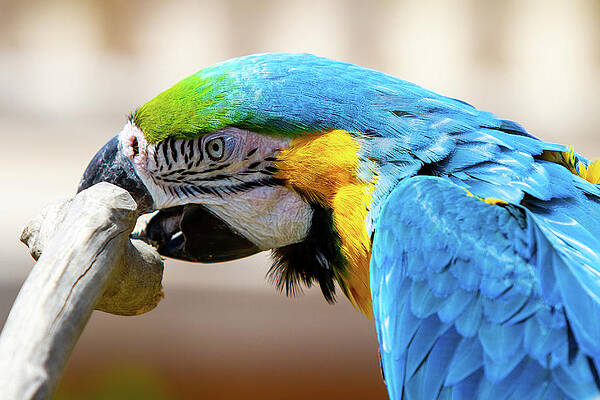 Blue Parrot by NorthEast Creativity