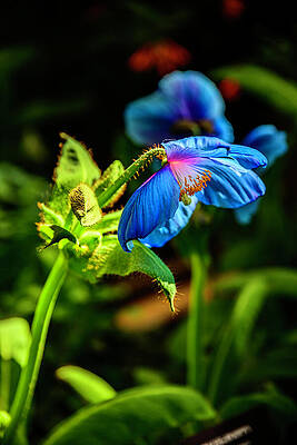 Pennsylvania Photograph - Blue Poppy In The Morning Light by Anthony Hightower