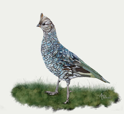 Nature Painting - Blue Quail by Angeles M Pomata