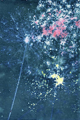 Photograph - Blue Queen Anne's Lace Fireworks III, Botanical Cyanotype by Elizabeth Reich