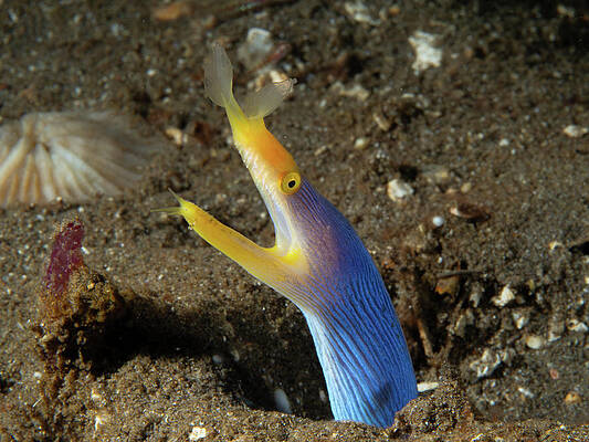Fish Photograph - Blue Ribbon Eel by Brian Weber