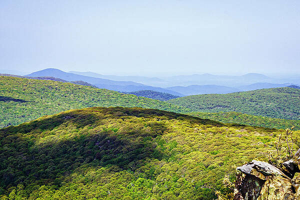 Mountain Photograph - Blue Ridge Broccoli by David Fountain