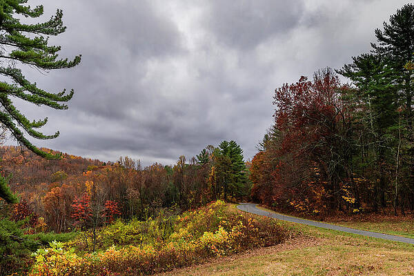 Tree Photograph - Blue Ridge Parkway by David Fountain