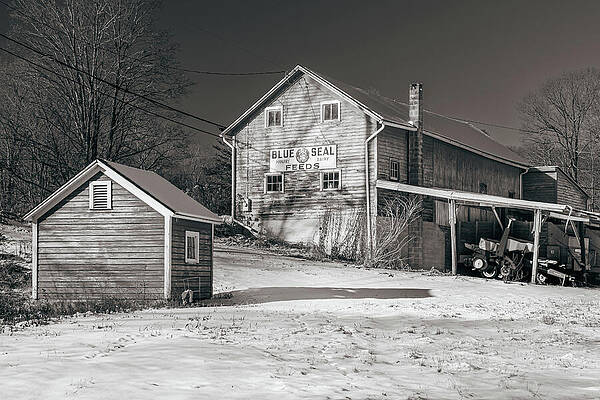 Rustic Photograph - Blue Seal Feeds Winter by Dave King