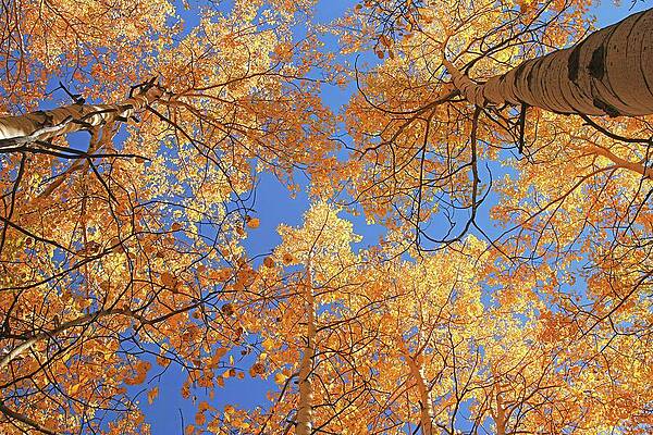 Blue Sky Aspens by Rick Perkins