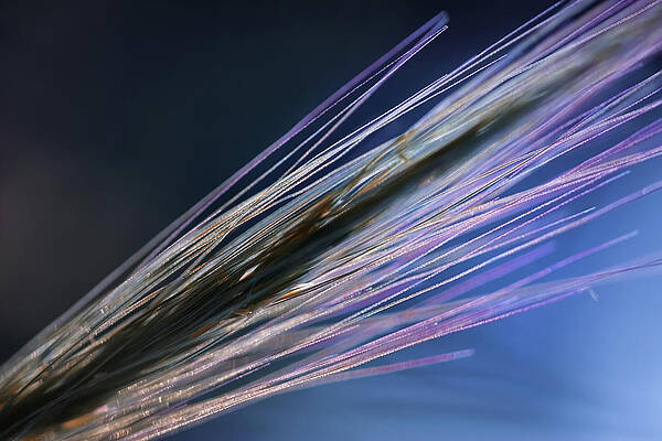 Blue Photograph - Blue Sunset by Ursula Abresch