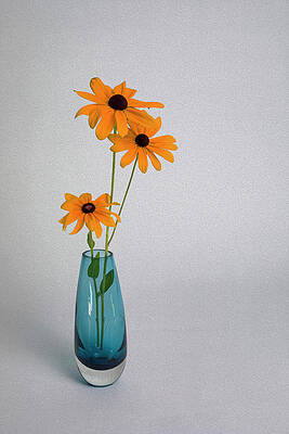 Colorful Photograph - Blue Vase On White Background With Three Black-eyed Susans by Charles Floyd