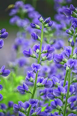 Wild Photograph - Blue Wild Indigo 2 by Dale Kauzlaric
