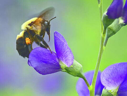 Wild Photograph - Blue Wild Indigo 3 by Dale Kauzlaric
