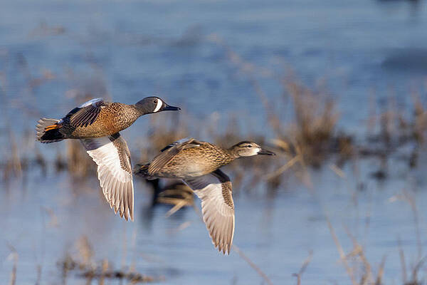 Photograph - Blue Wings by Jim E Johnson