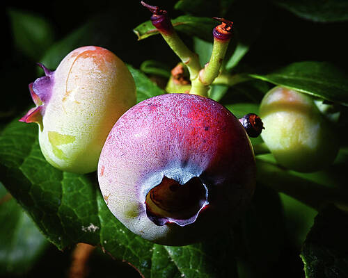 Wall Art featuring the photograph Blueberry Blush by Steven Nelson