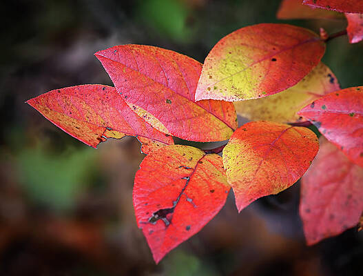 Wall Art featuring the photograph Blueberry Embers by Steven Nelson