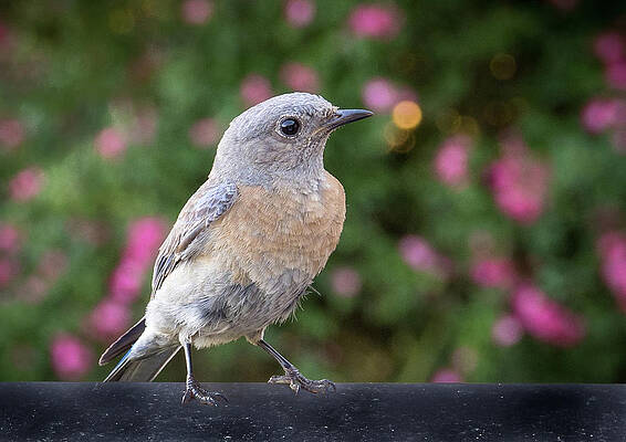Wall Art featuring the photograph Bluebird Among The Roses by Jean Noren