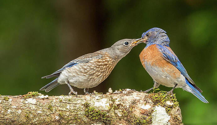 Wall Art featuring the photograph Bluebird Being Fed by Jean Noren