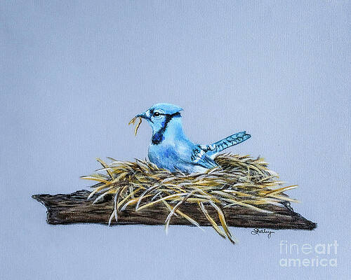 Painting - Bluebird Nesting by Shirley Dutchkowski