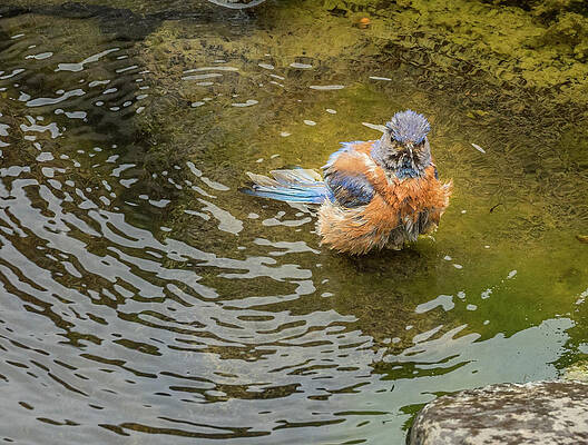 Wall Art featuring the photograph Bluebird Privacy Invasion by Jean Noren