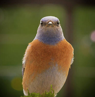 Wall Art featuring the photograph Bluebird Stare by Jean Noren