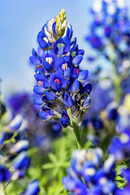 Nature Wall Art featuring the photograph Bluebonnet by Kelley King