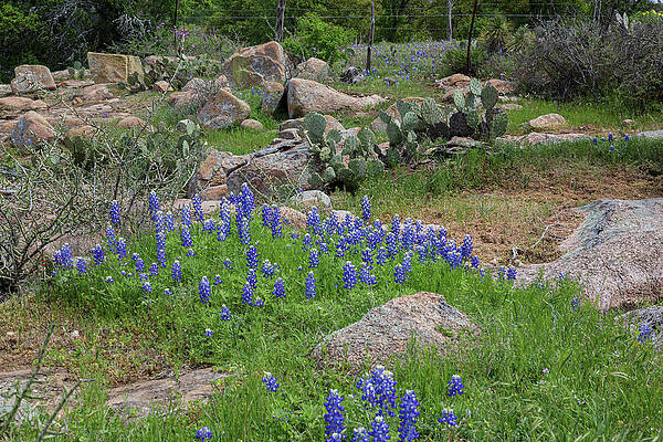 Wall Art featuring the photograph Bluebonnets Texas Style by Steve Templeton