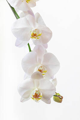 Wall Art featuring the photograph Blushing Orchids by Gina Cinardo