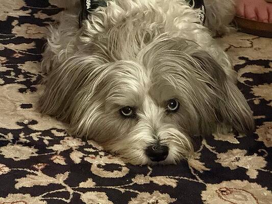 Resting Fluffy Dog on Carpet Wall Art
