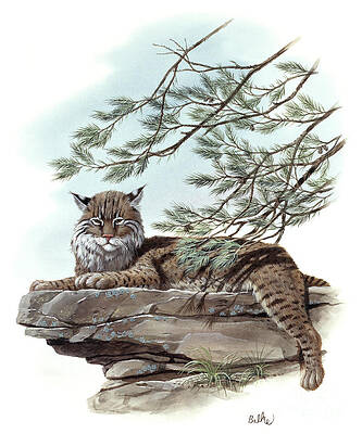 Nature Wall Art featuring the painting Bobcat by Don Balke