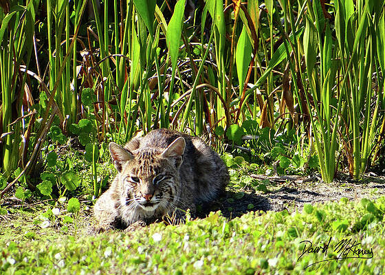Nature Photograph - Bobcat Green Cay by David McKinney