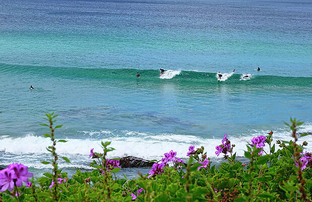 Beach Photograph - Bondi Beach Surfers by Waterdancer