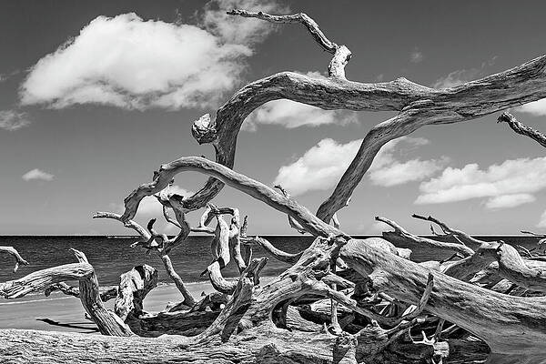 Nature Wall Art featuring the photograph Boneyard Beach, Big Talbot Island State Park - 2 by Kelley King