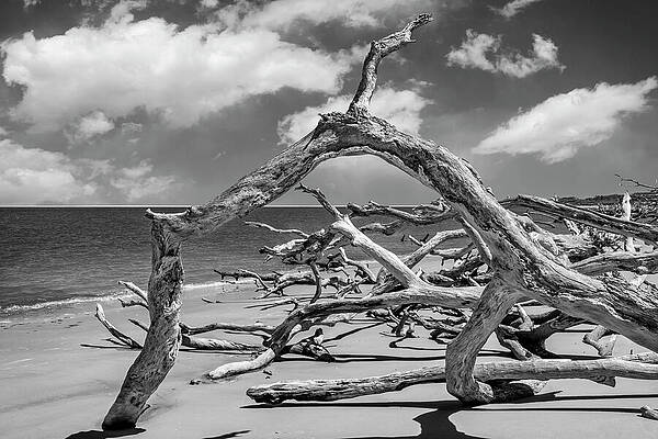 Nature Wall Art featuring the photograph Boneyard Beach, Big Talbot Island State Park - 3 by Kelley King