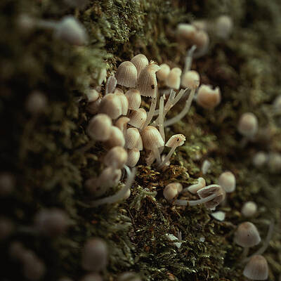 Raw Photograph - Bonnets Huddled Together by Scott Lyons