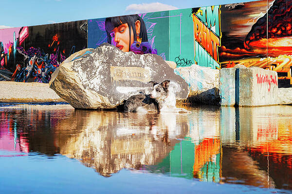 Dog Relaxing by Graffiti Wall Wall Art