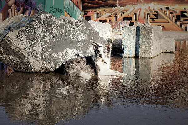 Dog Resting by a Graffiti Wall Wall Art