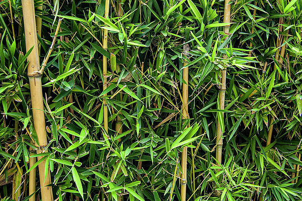 Mexico Photograph - Bordo Park Bamboo by William Scott Koenig