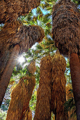 Tree Wall Art featuring the photograph Borrego Palm Canyon-2 by Diane Moller