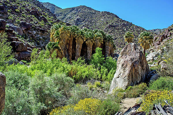 Tree Wall Art featuring the photograph Borrego Palm Canyon by Diane Moller