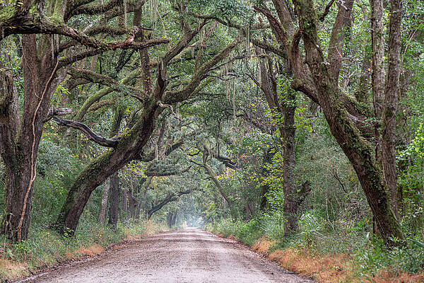 South Carolina Wall Art featuring the photograph Botany Bay Plantation Avenue Of Trees Two by Douglas Wielfaert