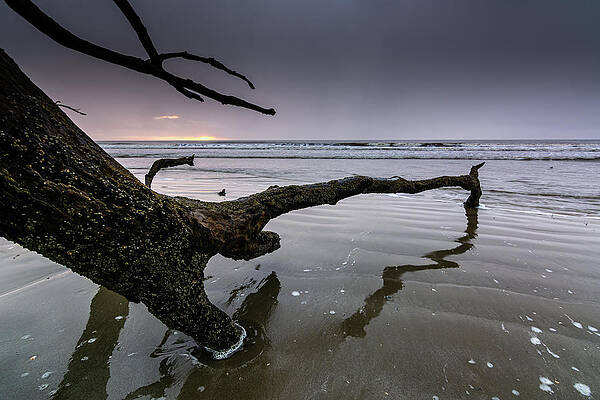 South Carolina Wall Art featuring the photograph Botany Bay Plantation Boneyard Beach Eight by Douglas Wielfaert