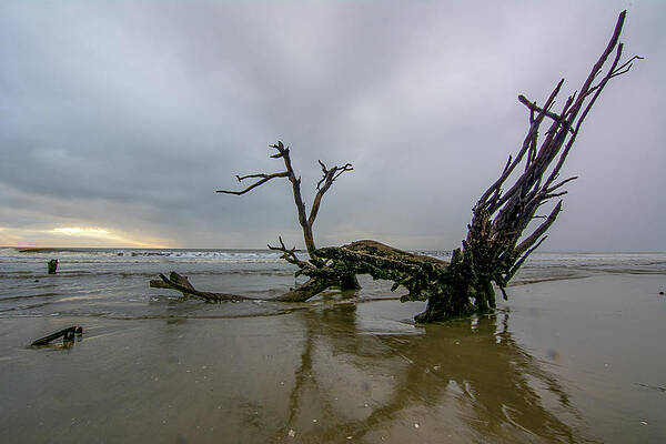 South Carolina Wall Art featuring the photograph Botany Bay Plantation Boneyard Beach Eleven by Douglas Wielfaert