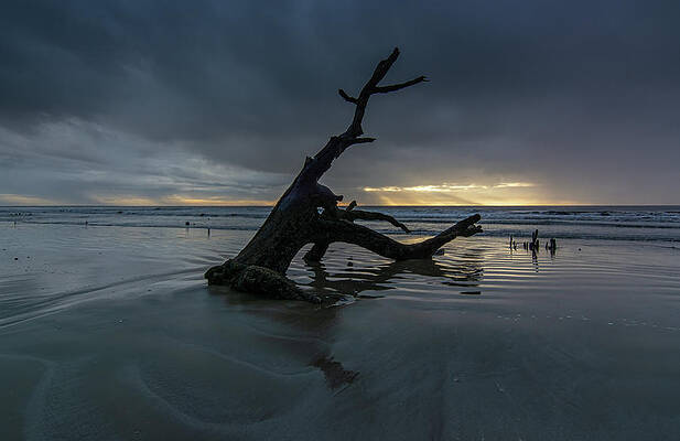 South Carolina Wall Art featuring the photograph Botany Bay Plantation Boneyard Beach Fourteen by Douglas Wielfaert