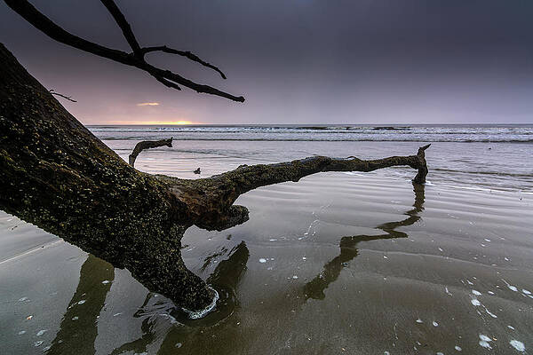 South Carolina Wall Art featuring the photograph Botany Bay Plantation Boneyard Beach Nine by Douglas Wielfaert