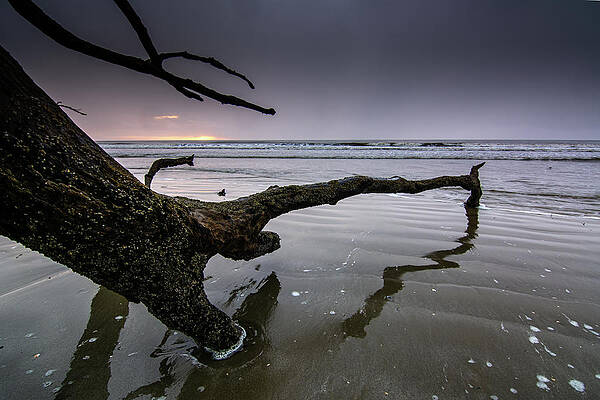 South Carolina Wall Art featuring the photograph Botany Bay Plantation Boneyard Beach Seven by Douglas Wielfaert